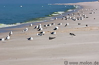 03 Seagulls on Ras Al Hadd beach