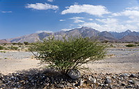 07 Acacia shrub