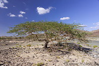 19 Acacia shrub