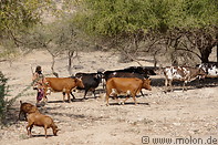 35 Herdsman with cows and goats