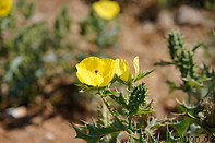 36 Yellow desert flowers