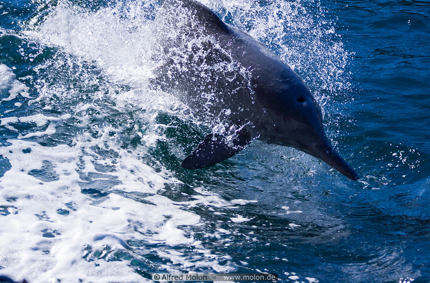 04 Dolphin