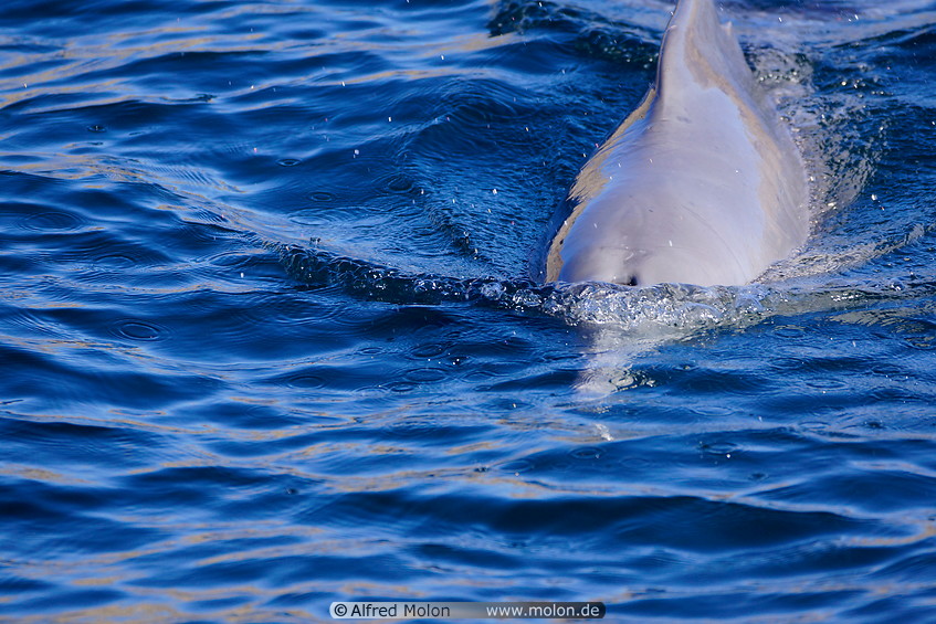 06 Dolphin