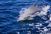 05 Dolphin