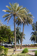 08 Palm trees
