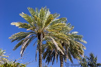 09 Palm trees