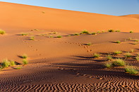 05 Vegetation on sand dunes