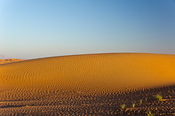 21 Vegetation on sand dunes