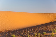 23 Vegetation on sand dunes