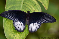 15 Black butterfly