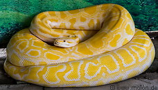 28 Orange python