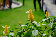 02 Yellow flowers