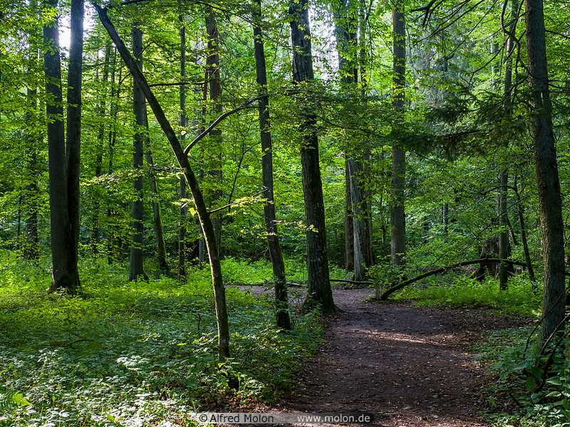 49 Trail in Bialowieza forest