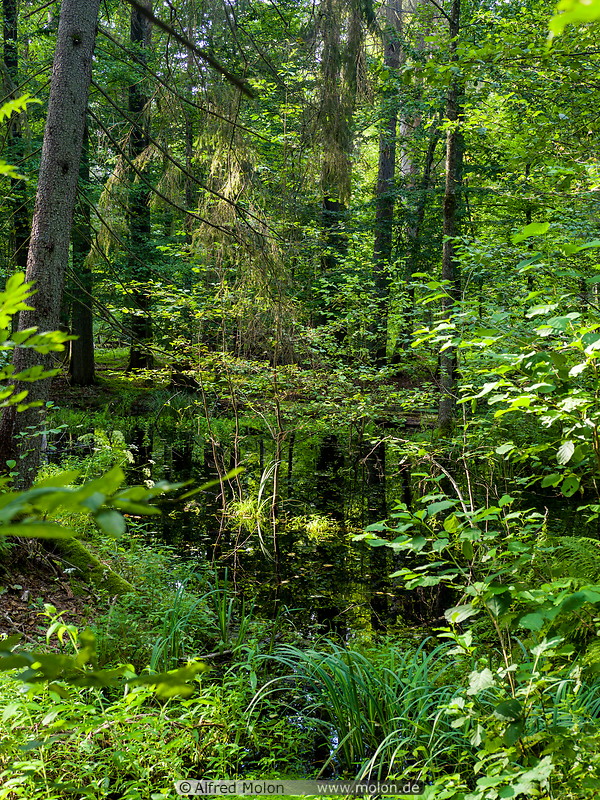 55 Bialowieza forest