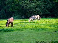 05 Forest tarpan horses