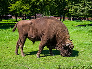 19 Grazing European bison