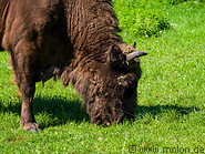 25 European bison
