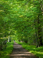 48 Trail in Bialowieza forest