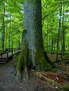 51 Trail in Bialowieza forest