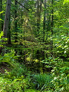 55 Bialowieza forest