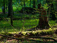 64 Fallen tree trunk