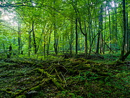 67 Bialowieza forest