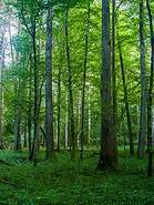 68 Bialowieza forest