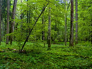 72 Bialowieza forest