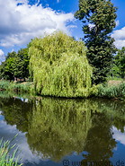 03 Moat and willow