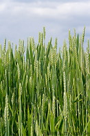 02 Wheat field