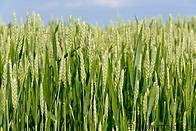 03 Wheat field
