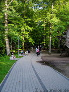 14 Forest trail