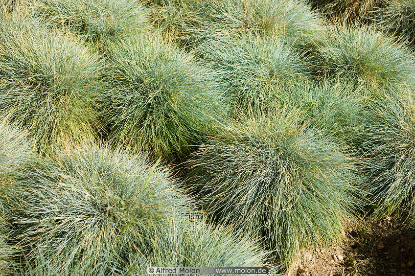 07 Grass bushes