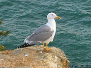 55 Seagull