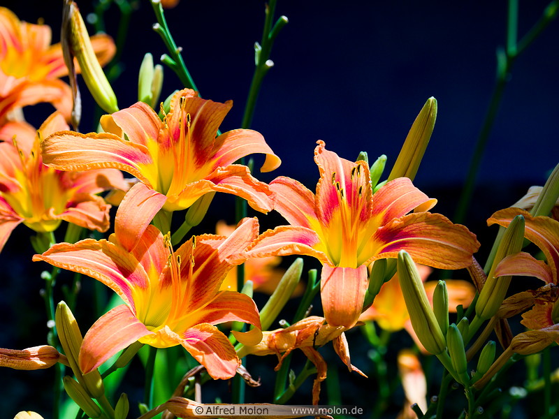 09 Orange lilies