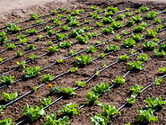 40 Salad plot with drip irrigation pipes