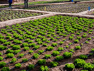 41 Salad plot with drip irrigation pipes