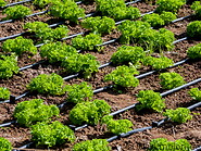 42 Salad plot with drip irrigation pipes