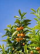 44 Kumquat tree