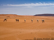 08 Arabian camels