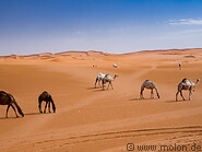 12 Arabian camels