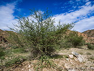 18 Acacia tree