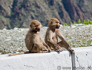05 Young baboons