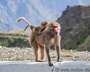 06 Baboon mother with baby