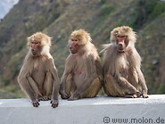 08 Female baboons