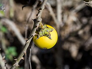 26 Solanum incanum