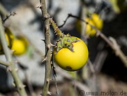 27 Solanum incanum