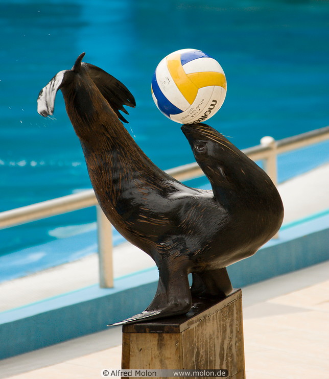 09 Seal performing with ball