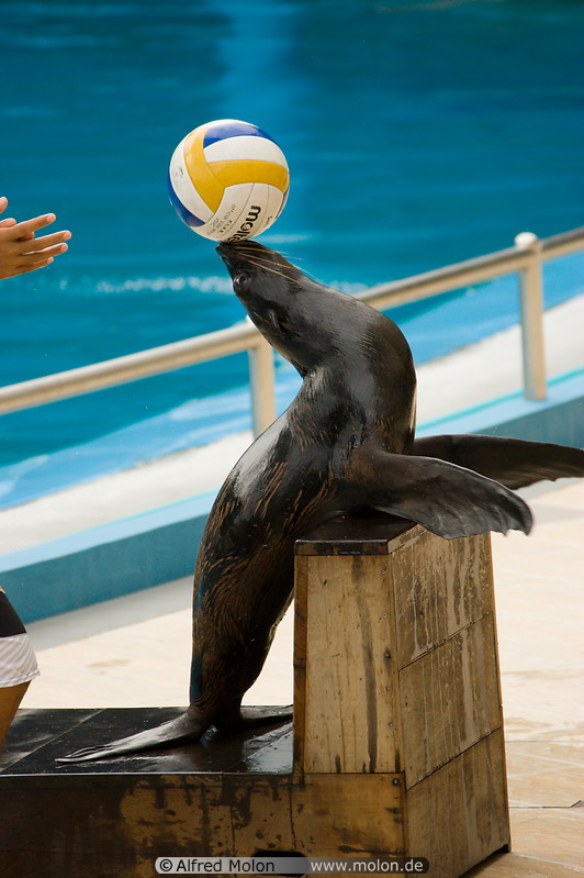 10 Seal performing with ball