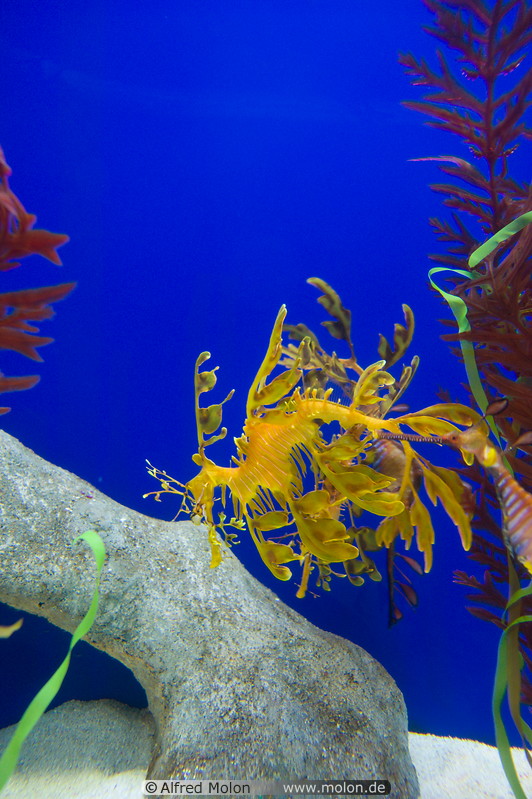 12 Yellow fish in aquarium